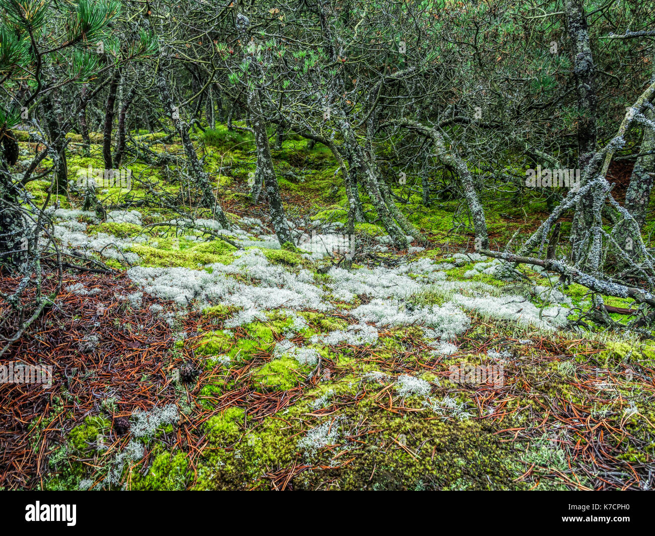 De plus en plus de mousse et de lichen en forêts de pins - Parc national Slowinski, Pologne Banque D'Images