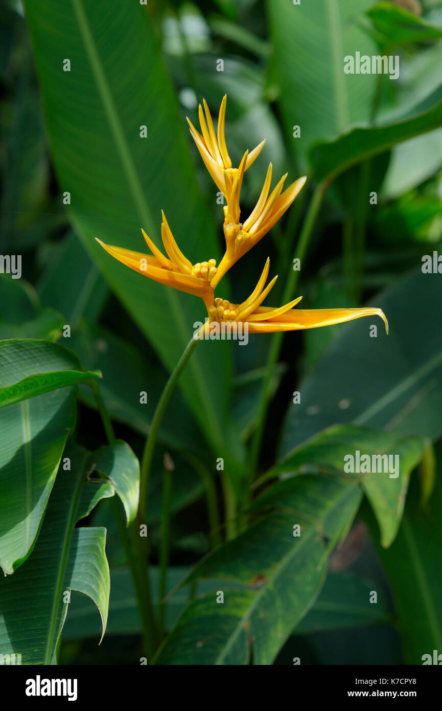 HELICONIA ; FALSE BIRD-of-PARADISE Banque D'Images HELICONIA ; FALSE BIRD-of-PARADISE Banque D'Images