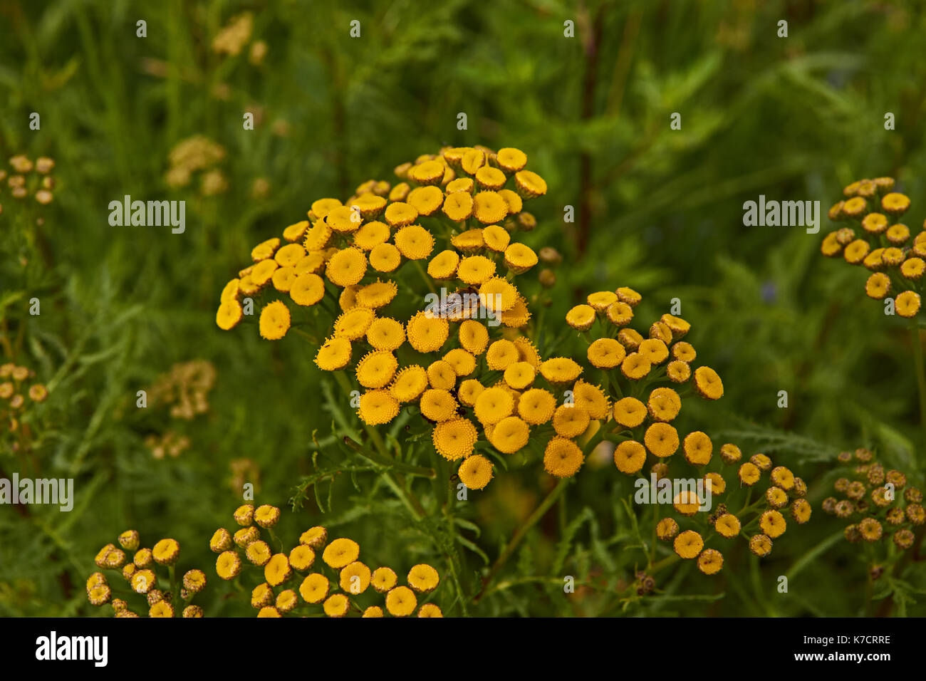 L'été. l'insecte avec des ailes est assis sur de petites fleurs jaune ronde. macro. plyos, région d'Ivanovo, Russie. insecte sur fleurs jaunes. Banque D'Images