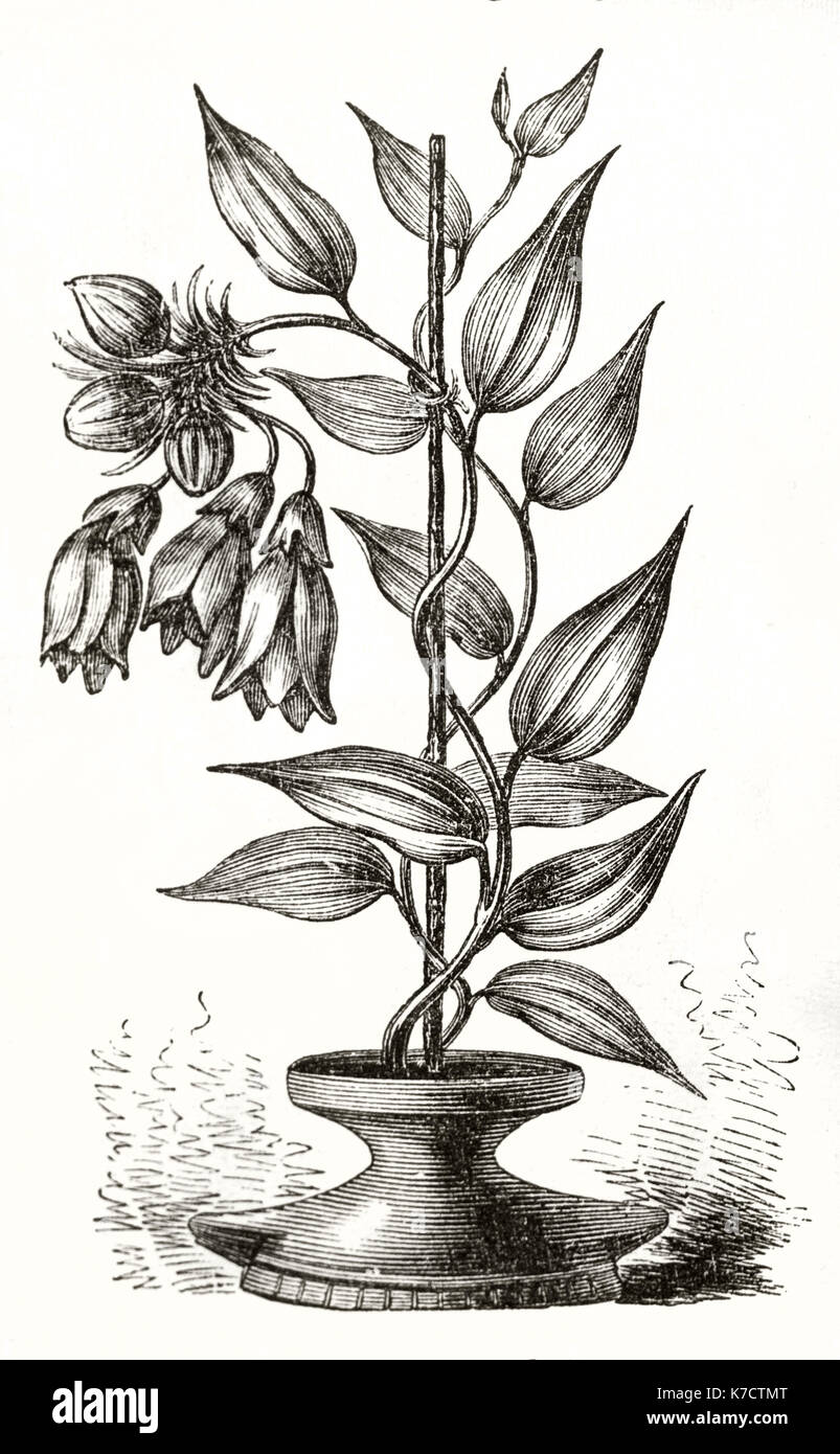 Vieille illustration de lily péruvienne (l'Alstroemeria aurea). Par auteur non identifié, publ. sur le Tour du Monde, Paris, 1862 Banque D'Images