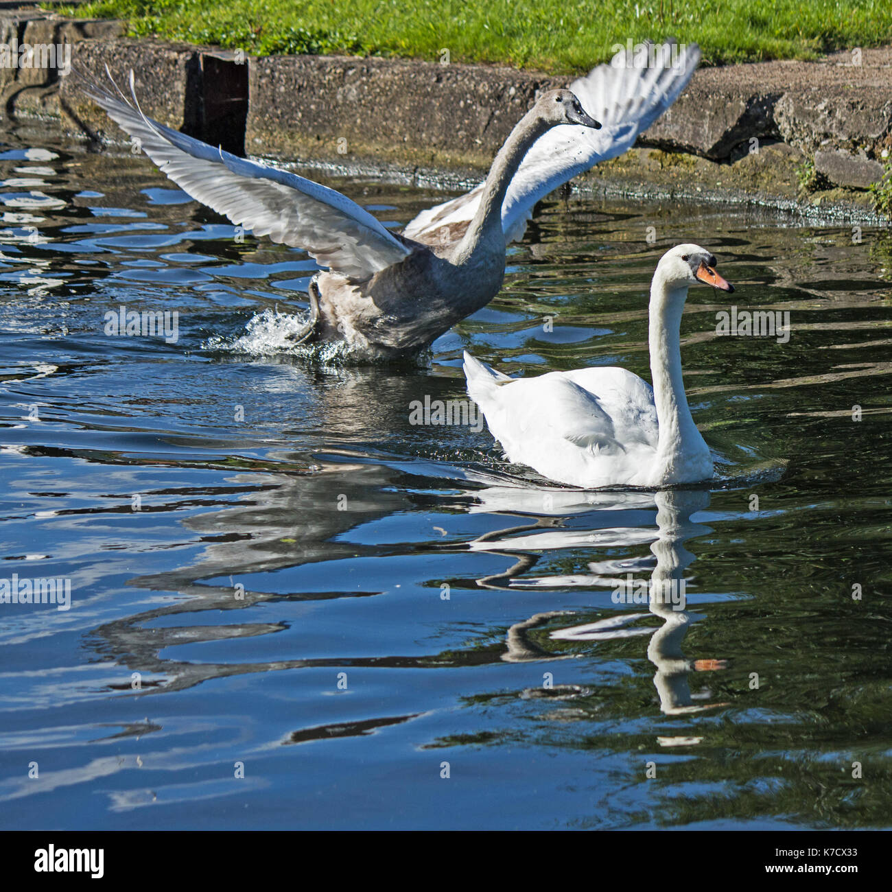 Cygne muet cygnet Banque D'Images