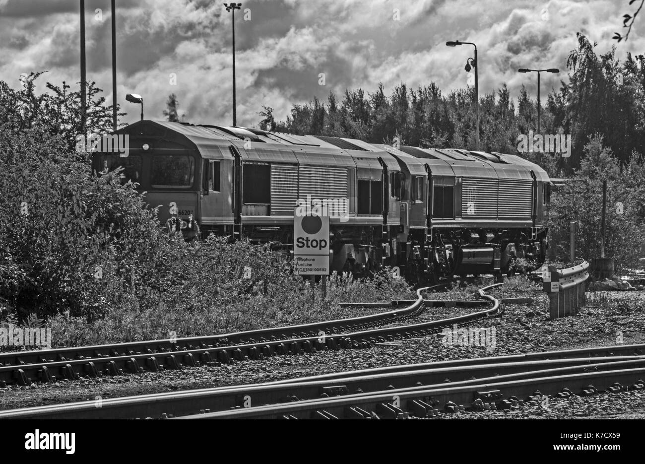 La TMD (toton notts) Banque D'Images