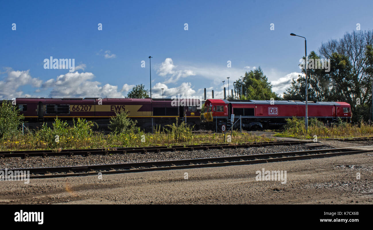 La TMD (toton notts) Banque D'Images