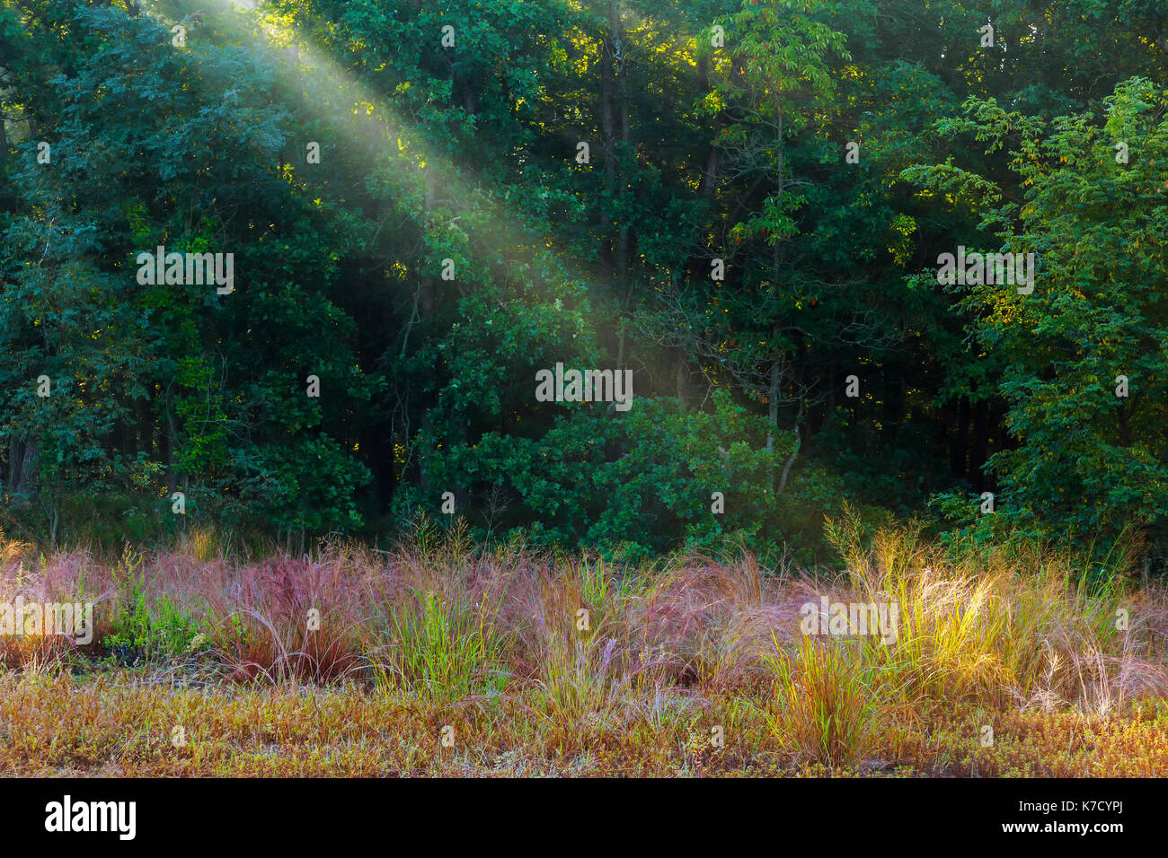 Rayons de soleil pour l'intermédiaire d'arbres dans la forêt de brouillard brouillard Brouillard matin paysage Banque D'Images