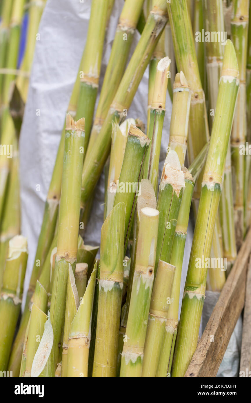 La bagasse, source de sucre doux pour l'alimentation et la nature pour recycler la fibre de pâte de biocarburants et les matériaux de construction. Banque D'Images