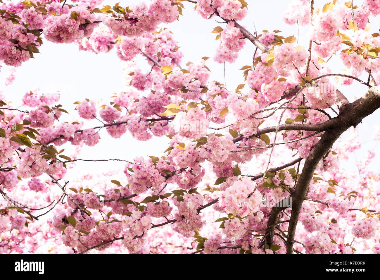 Low angle view of blossom gai against sky Banque D'Images