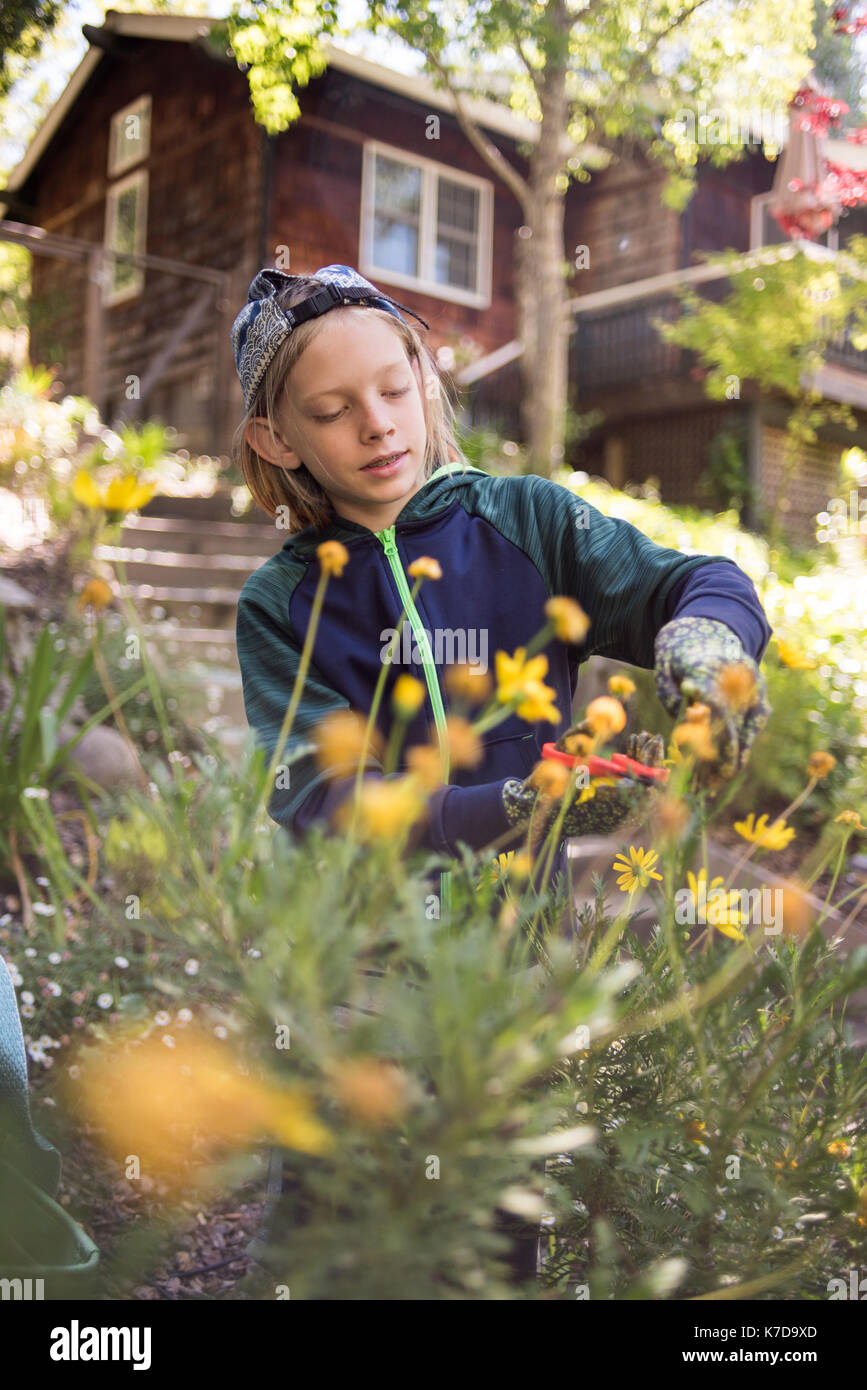 Garçon de découpe avec des ciseaux de jardin Banque D'Images