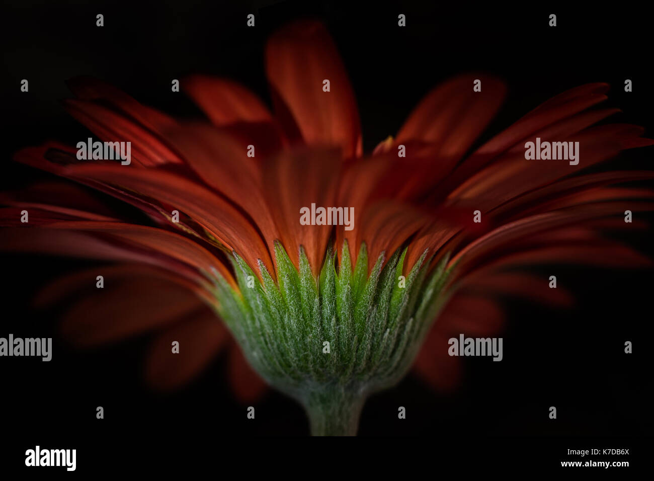Close-up de gerbera daisy sur fond noir Banque D'Images