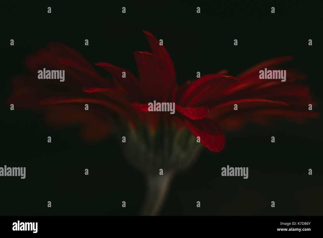 Close-up of red gerbera daisy sur fond noir Banque D'Images