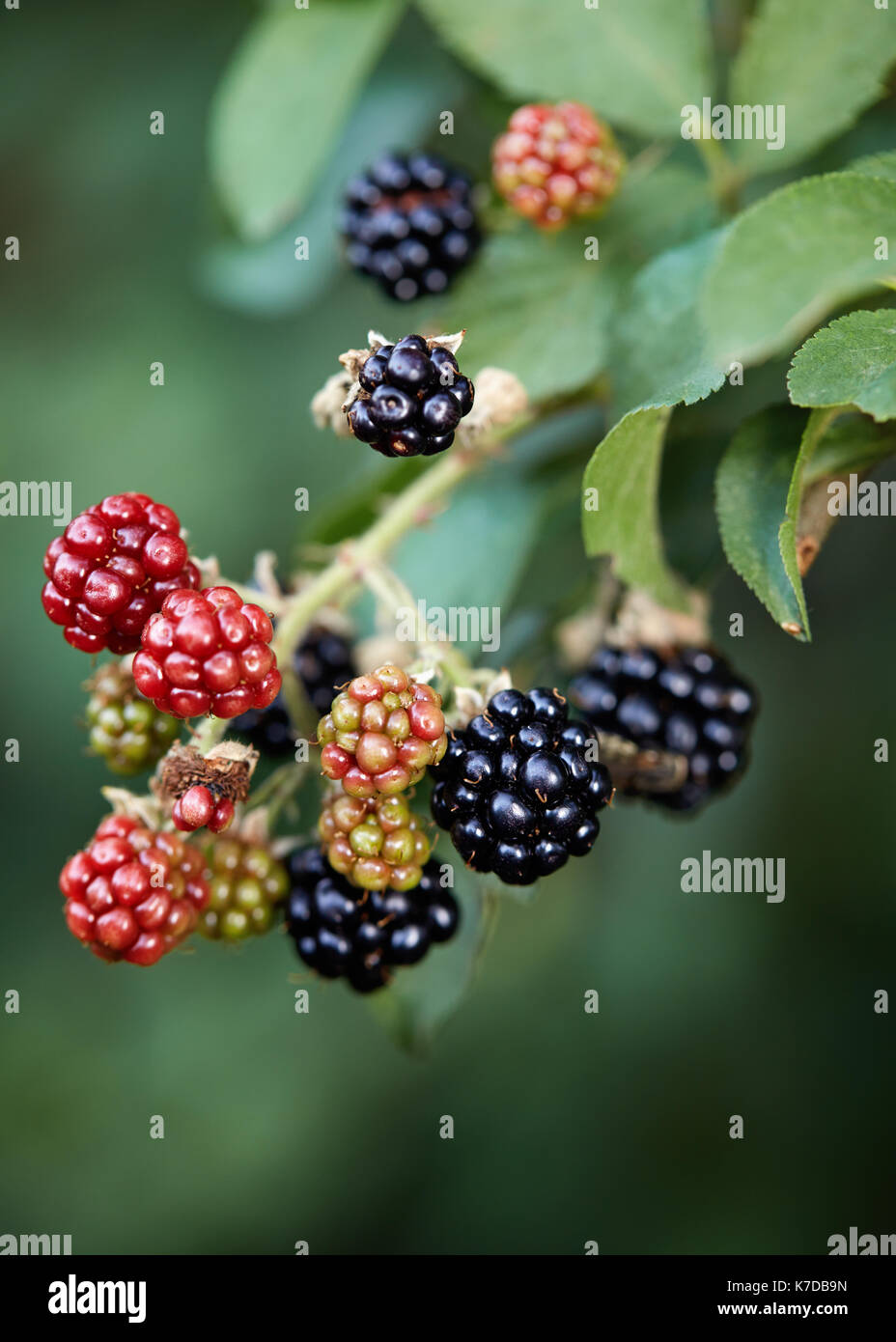 Le rouge et le noir des mûres sauvages poussant dans le jardin. mûres et mûres non mûres sur le bush. Banque D'Images