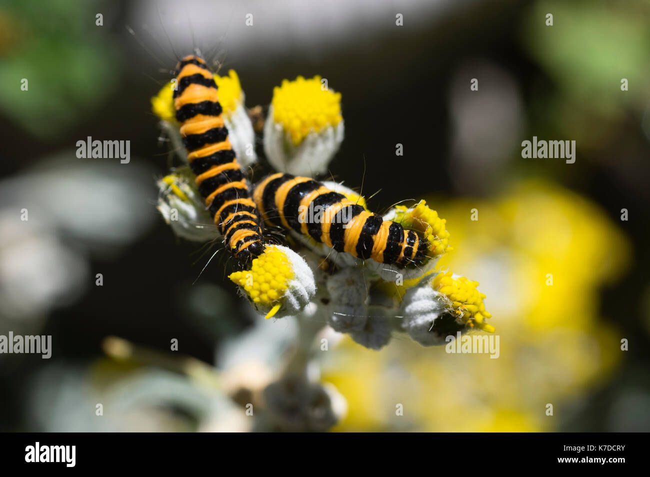 Les chenilles de papillon cinabre Tyria jacobaeae jacobaea