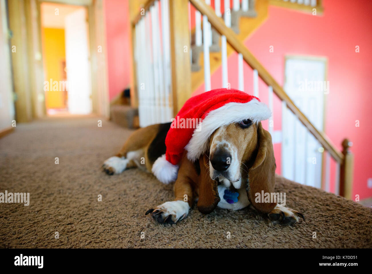 Dog in Santa hat allongé sur un tapis à la maison Banque D'Images