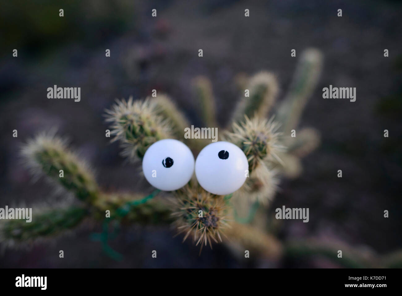 Vue de dessus de yeux artificiels sur la figue Banque D'Images