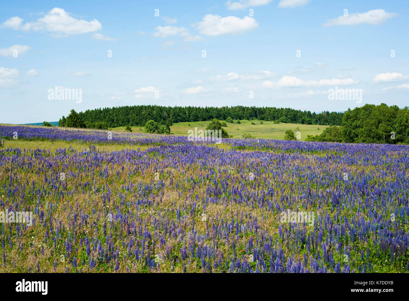 Lupin à grands feuilles (Lupinus polyphyllus), réserve naturelle de Rhön, réserve de biosphère de Rhön, Allemagne Banque D'Images