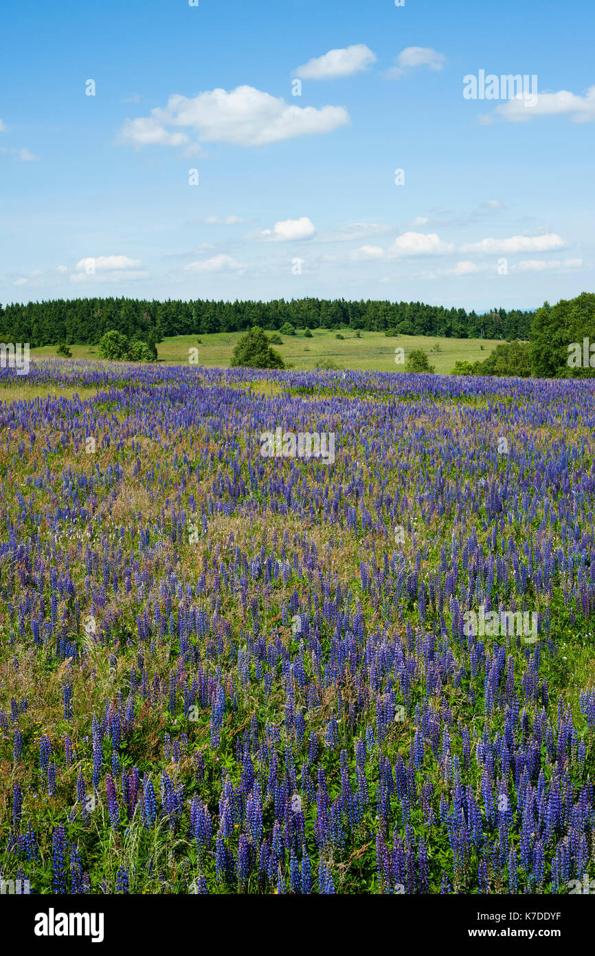 Lupin à grands feuilles (Lupinus polyphyllus), réserve naturelle de Rhön, réserve de biosphère de Rhön, Allemagne Banque D'Images
