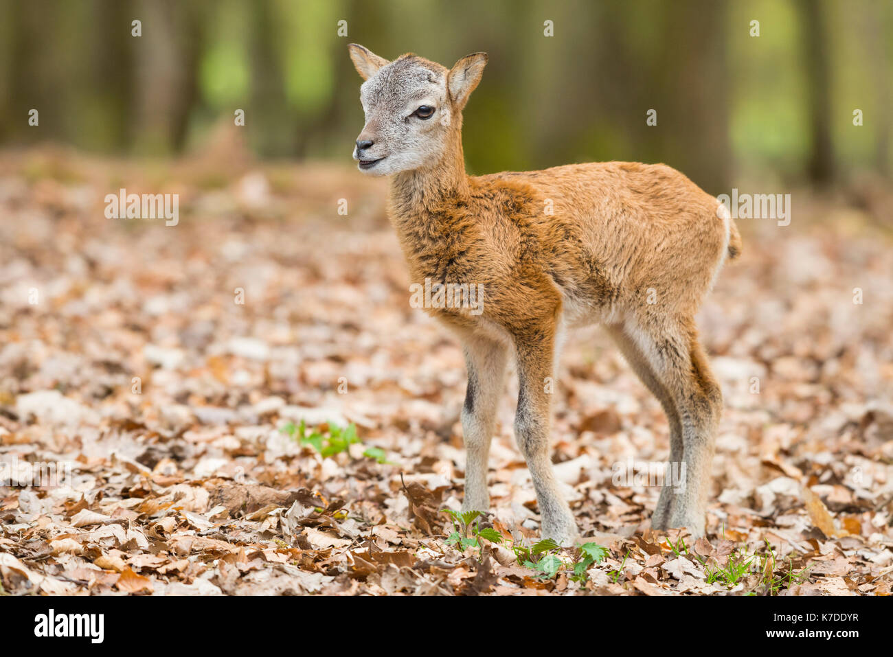 Mouflon européen (ovis ammon musimon), chaton, captive, Allemagne Banque D'Images
