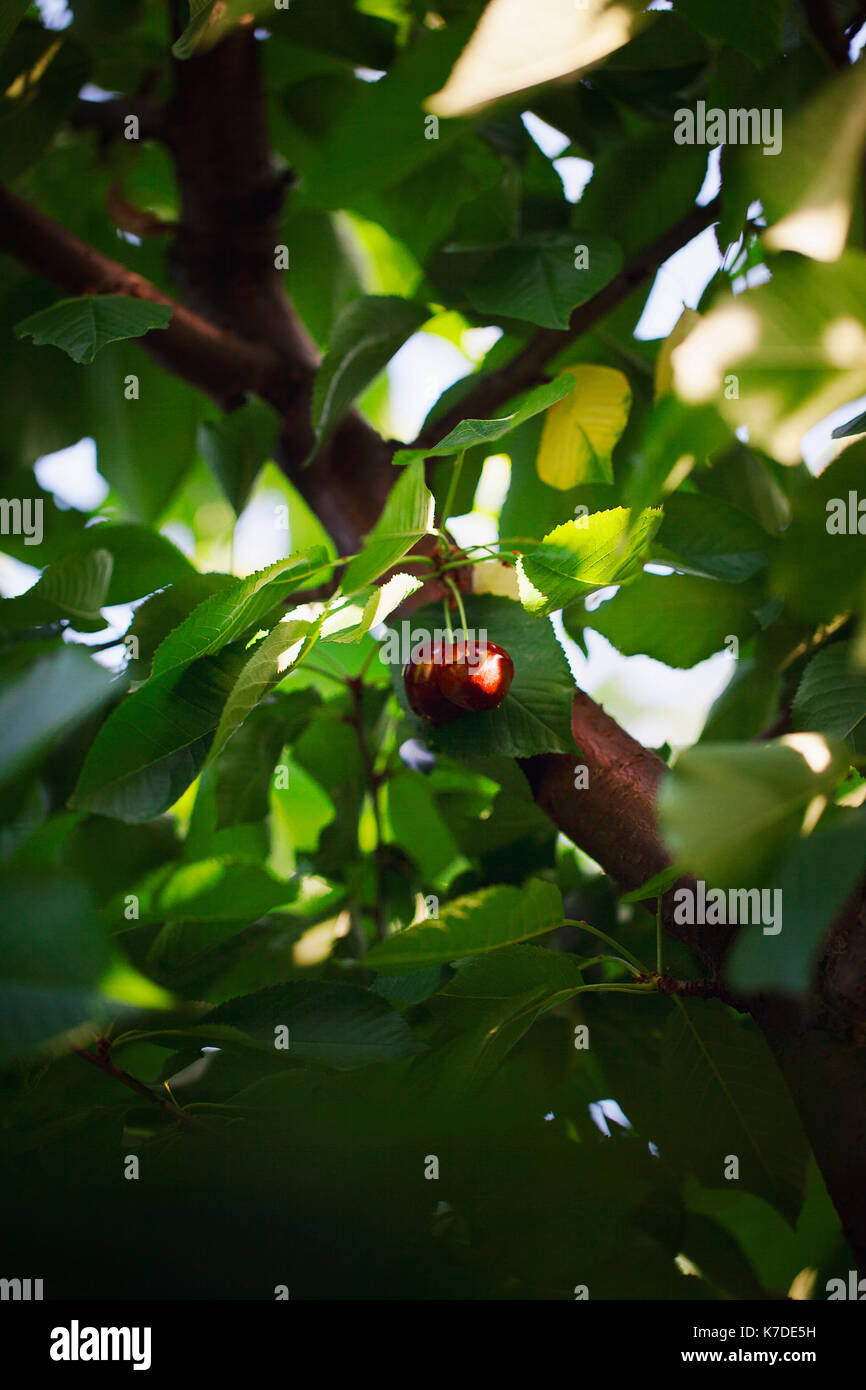 Close-up de cerises growing on tree Banque D'Images