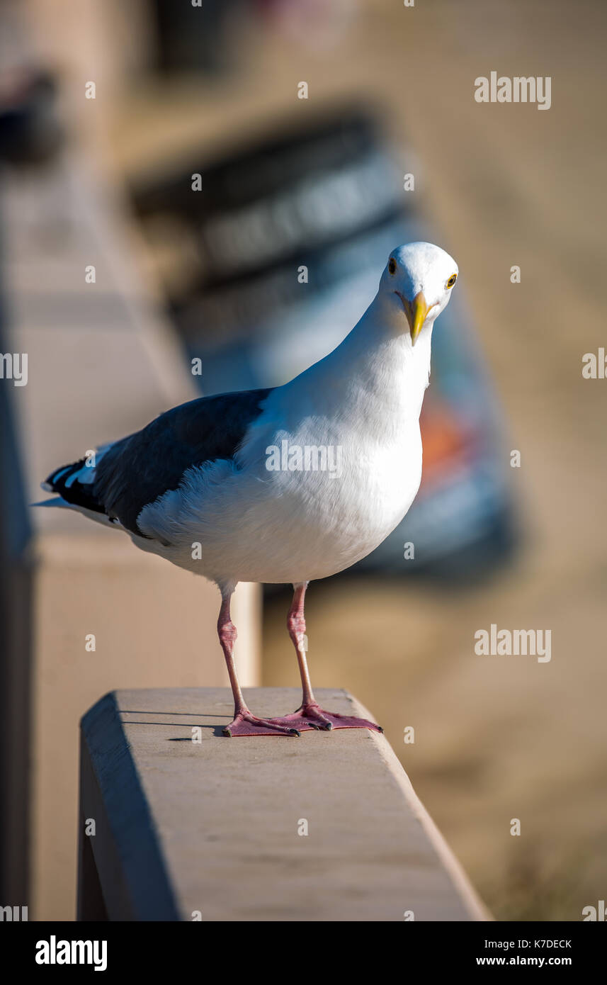 Mouette curieuse Banque D'Images