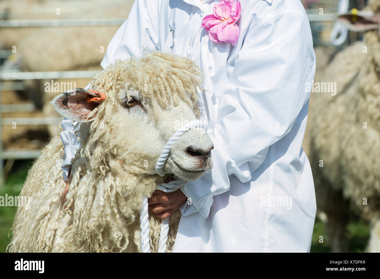 Jeune fille montrant un mouton à Cotswold country show Henley, Oxfordshire, UK Banque D'Images