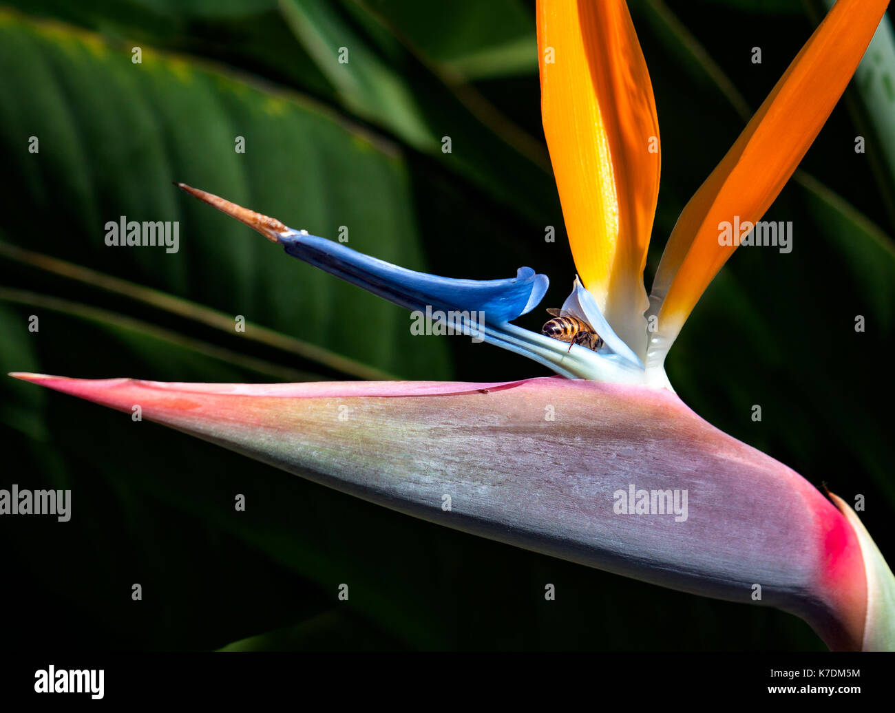 Abeille dans un Bird of Paradise flower close up sur un fond sombre Banque D'Images