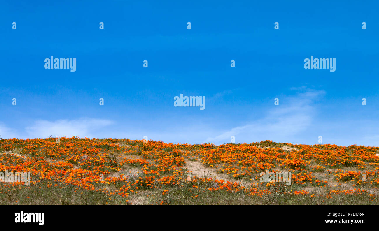 Champ de pavot de Californie bleu ciel et fond de nuage Banque D'Images