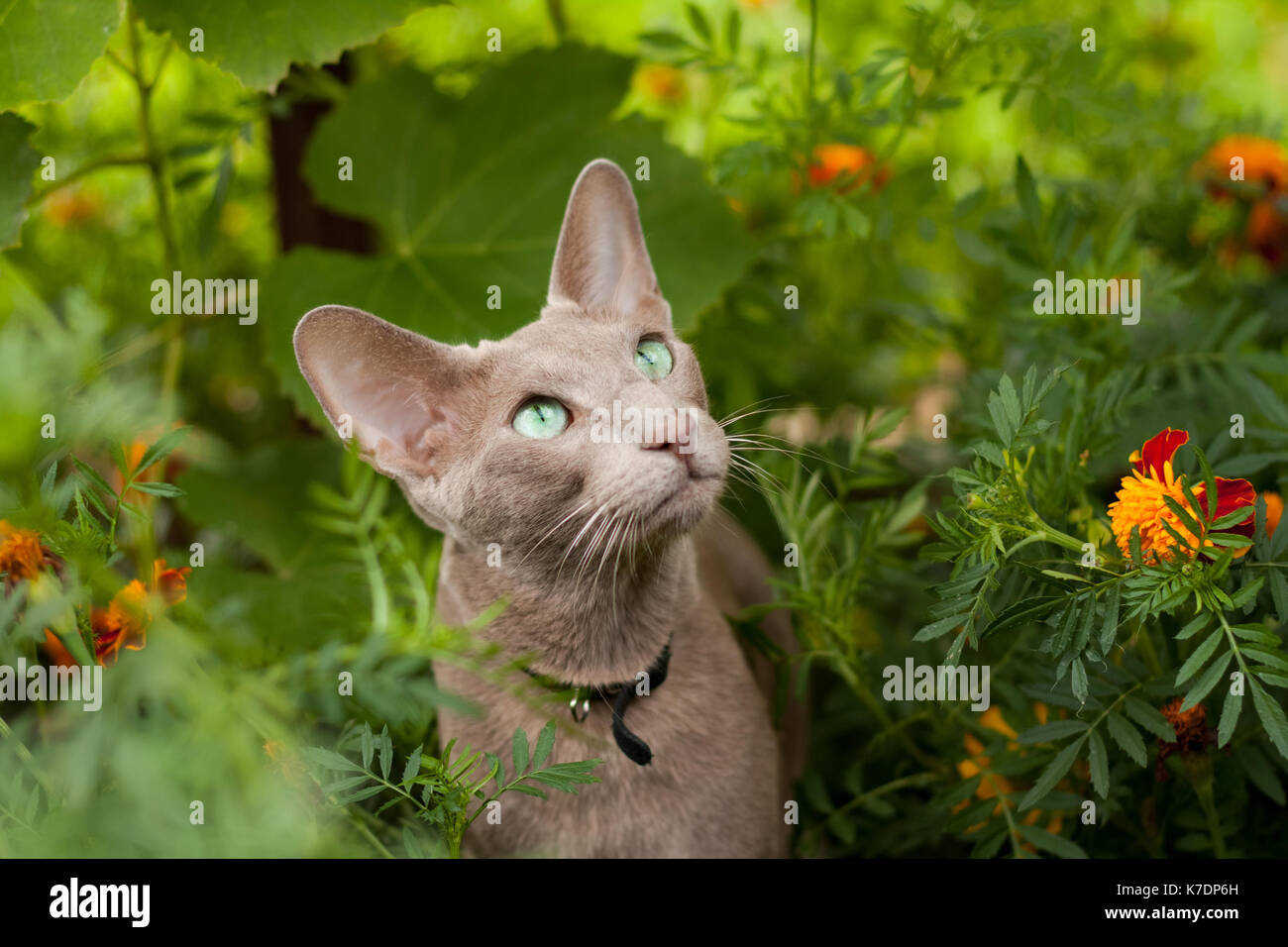 Cute cat oriental gris active en fleurs jardin d'été close up. Banque D'Images