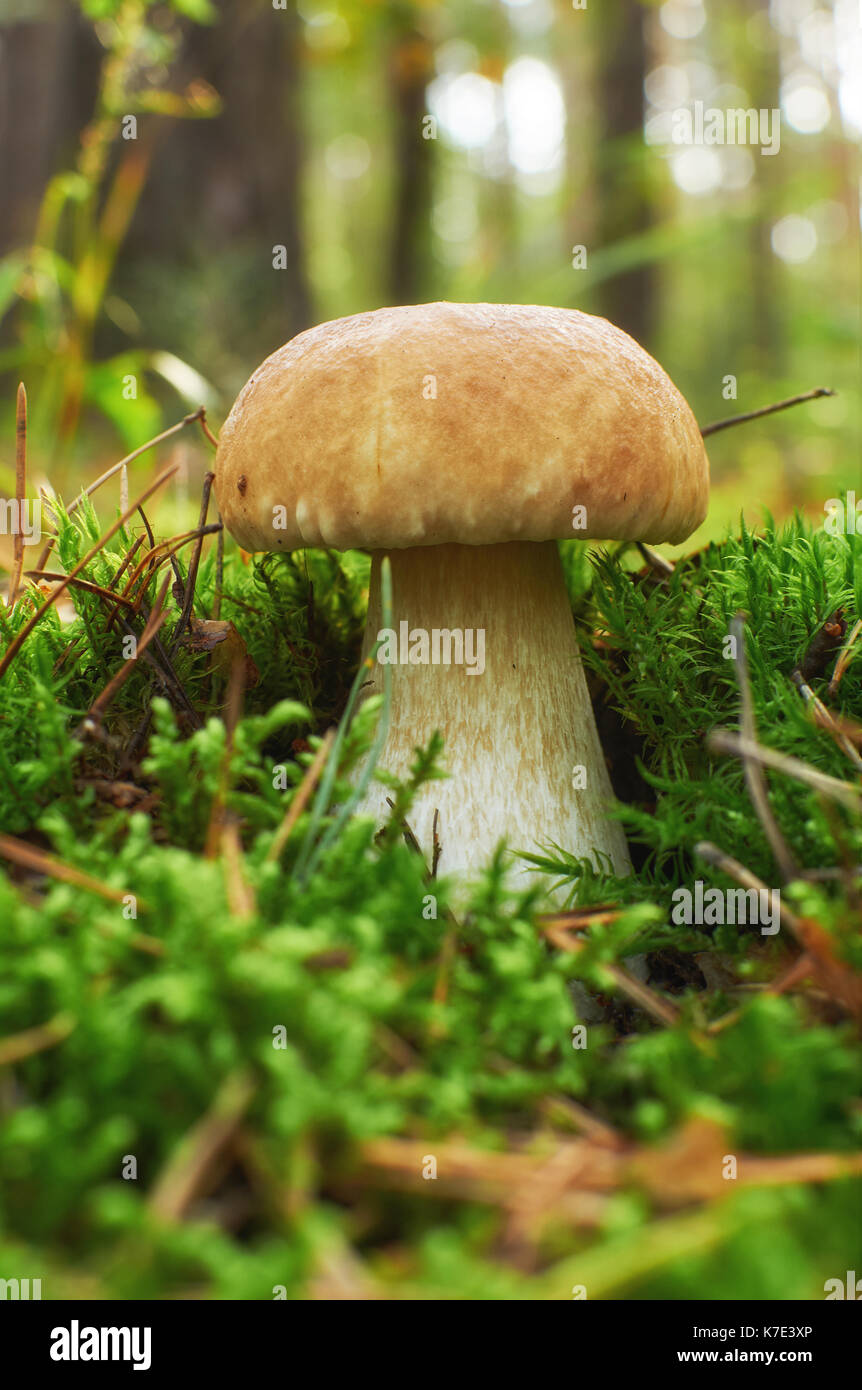 Les jeunes champignons boletus edulis en moss Banque D'Images