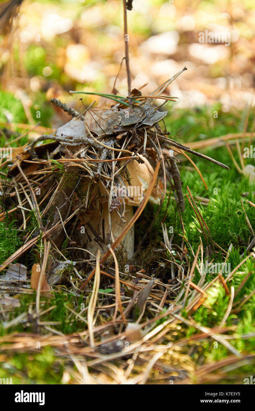 Champignons boletus edulis se cachent sous les feuilles et l'herbe Banque D'Images