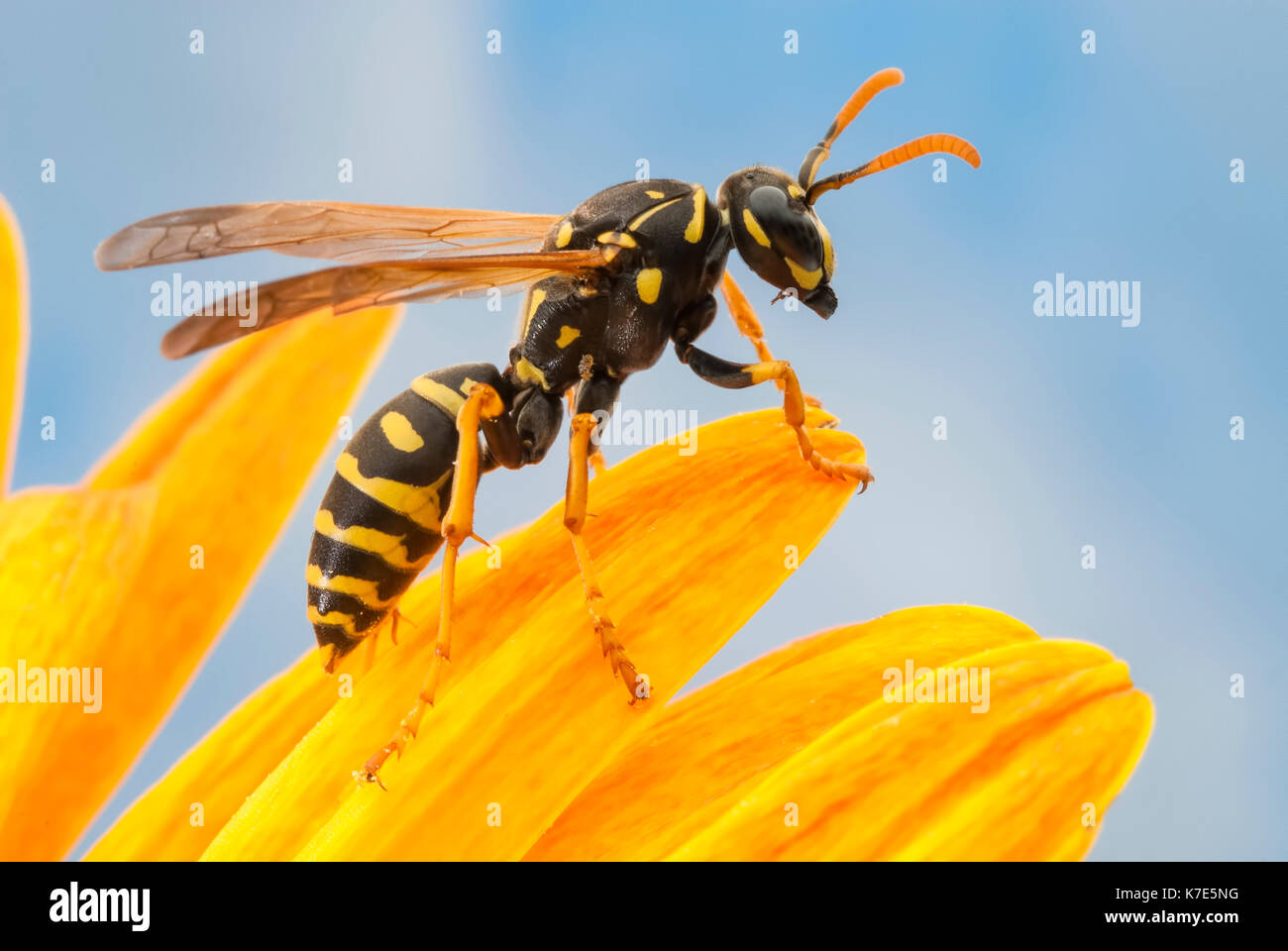 WASP prêt à voler sur une marguerite. Banque D'Images