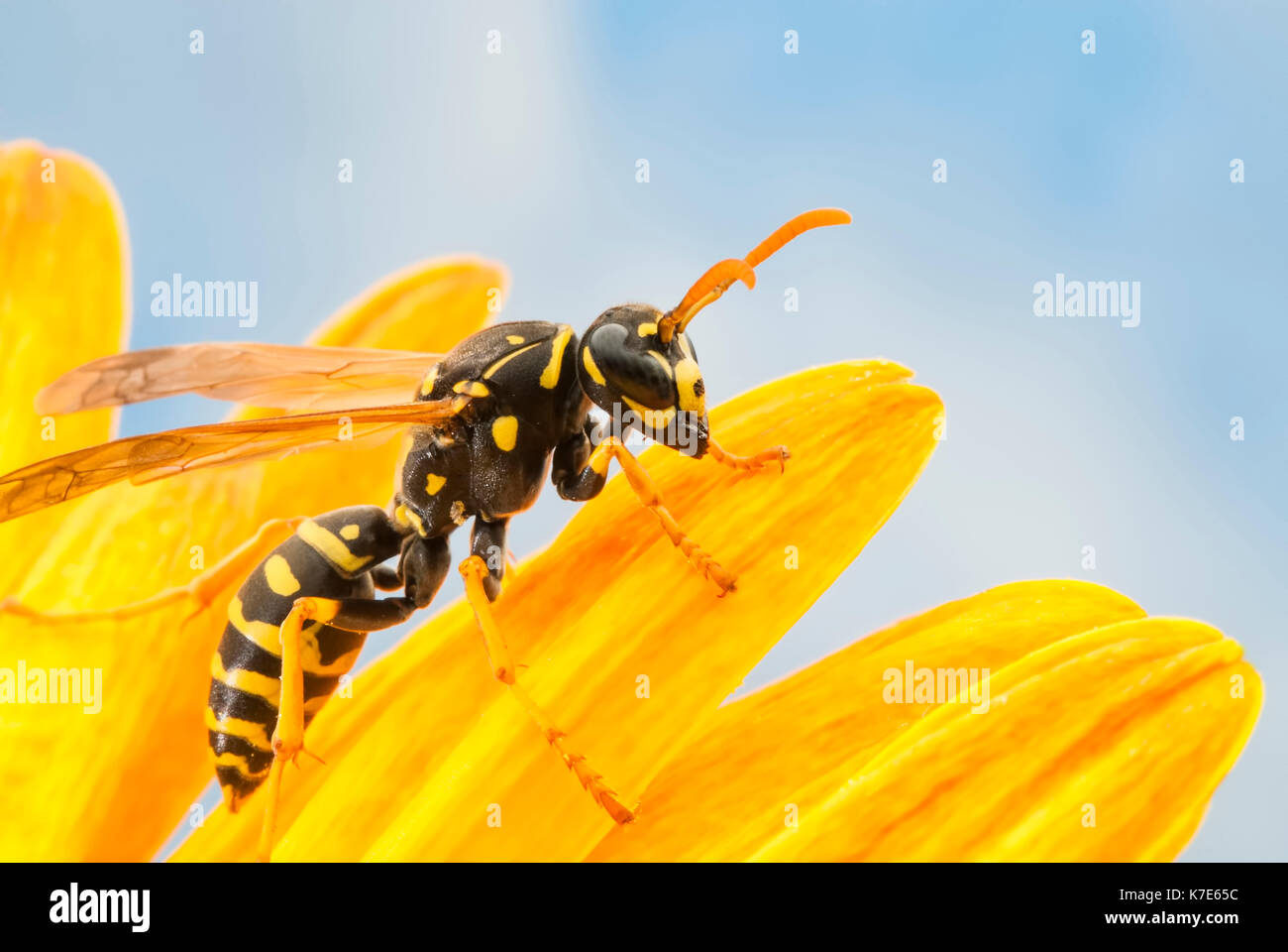 CLOSE UP D'une guêpe sur une marguerite. Banque D'Images
