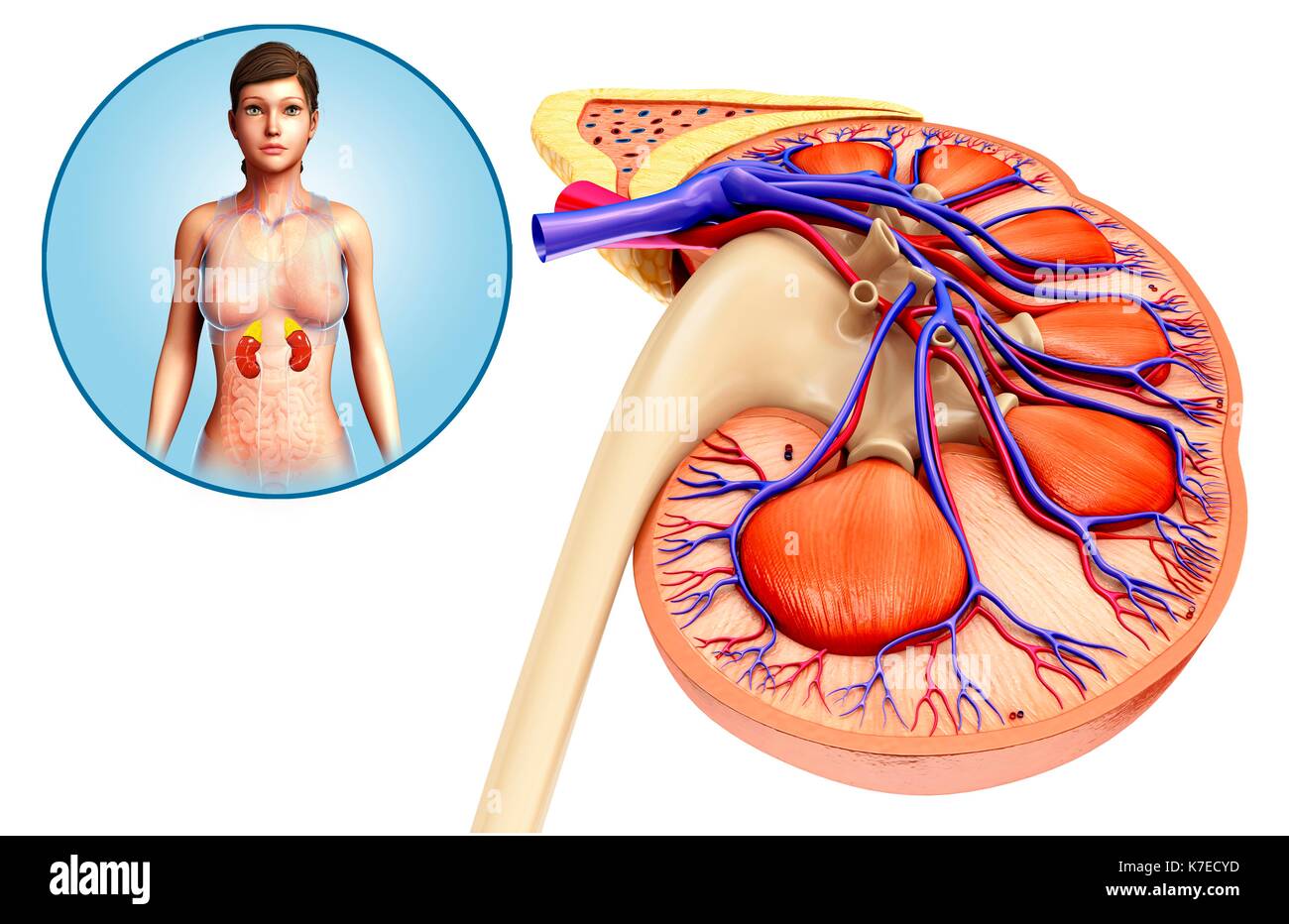 Illustration de l'Anatomie du rein femelle. Banque D'Images