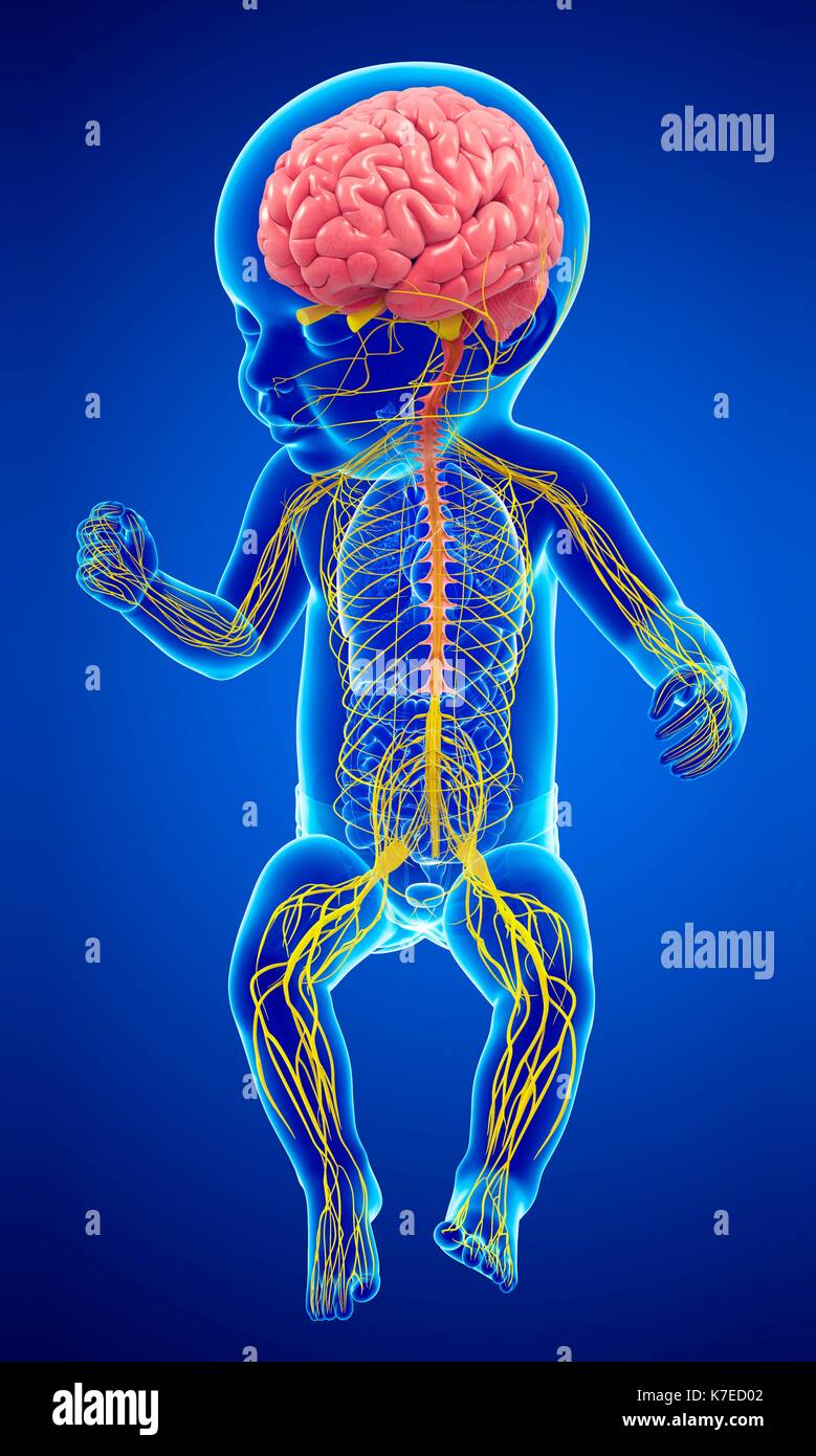 Illustration D Un Cerveau Du Bebe Et Le Systeme Nerveux Photo Stock Alamy
