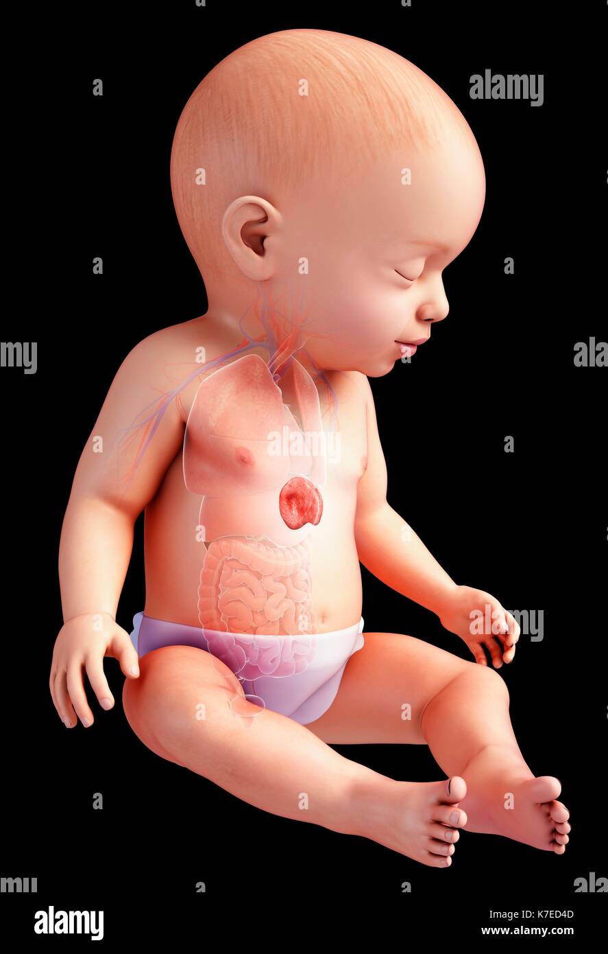 illustration-d-une-anatomie-de-la-rate-du-b-b-photo-stock-alamy