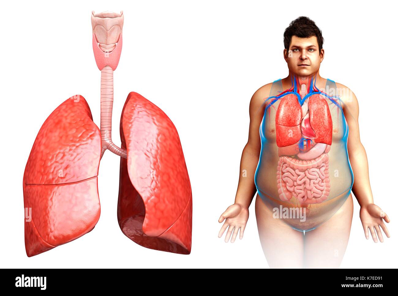 Illustration de l'homme anatomie pulmonaire. Banque D'Images