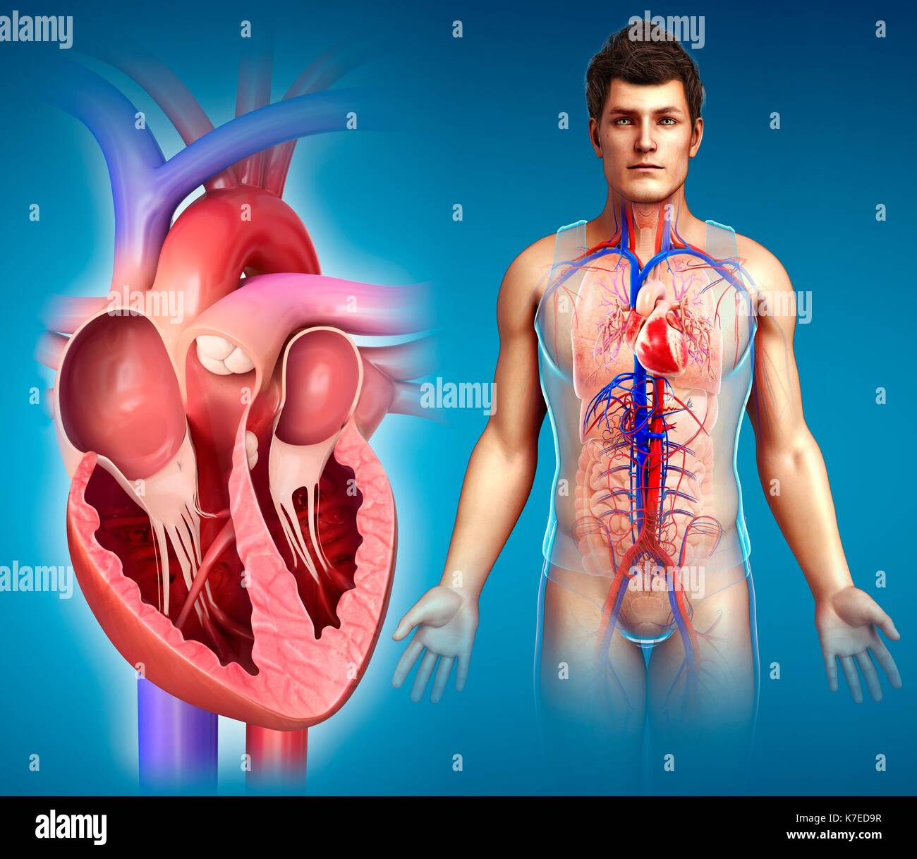 Chambres d'homme, coeur de l'illustration. Banque D'Images