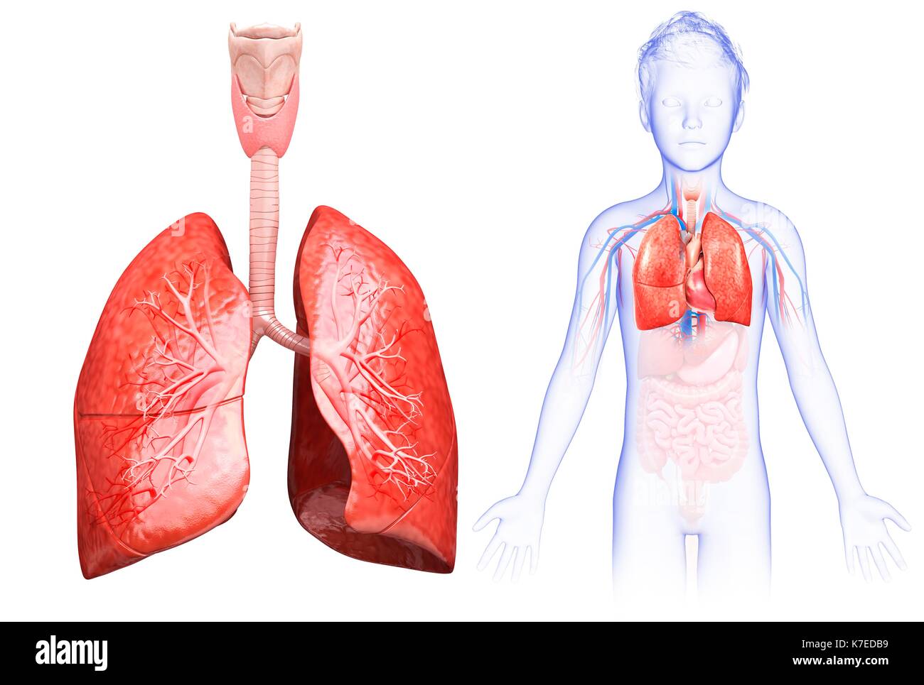 Illustration d'un poumon de l'enfant anatomie. Banque D'Images