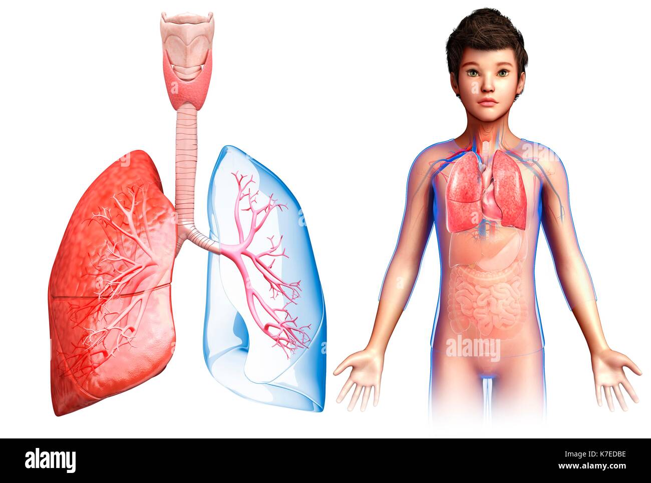 Illustration d'un poumon de l'enfant anatomie. Banque D'Images