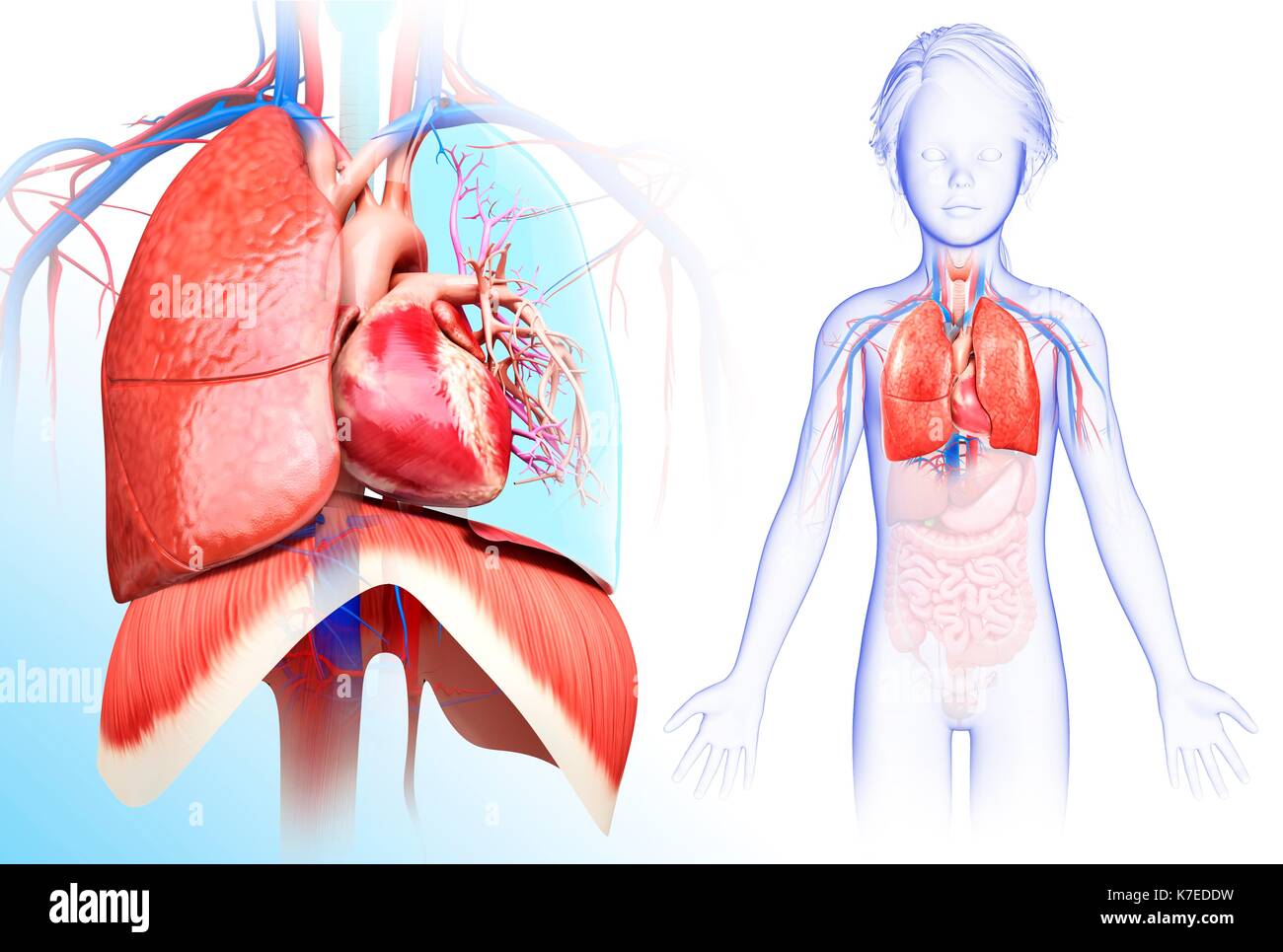 Illustration d'un enfant de cœur-poumons système. Banque D'Images