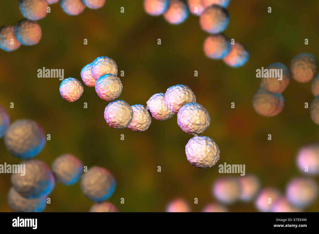 Les bactéries Streptococcus pyogenes. Ordinateur 3D illustration de Streptococcus pyogenes, ou groupe-A, le streptocoque bactéries. S. pyogenes est un bactéries gram-positives (sphérique). Les bactéries coccus Beaucoup d'humains peuvent le porter sans danger dans leur gorge ou sur la peau. Les souches pathogènes peuvent provoquer des infections de peau telles que l'impétigo, l'infection utérine après l'accouchement, et d'un empoisonnement du sang (septicémie). Cependant, ils peuvent parfois provoquer de graves et même une maladie menaçant la vie - Streptococcus du groupe A1 peut être une forme mortelle de chair de manger des bactéries. Banque D'Images