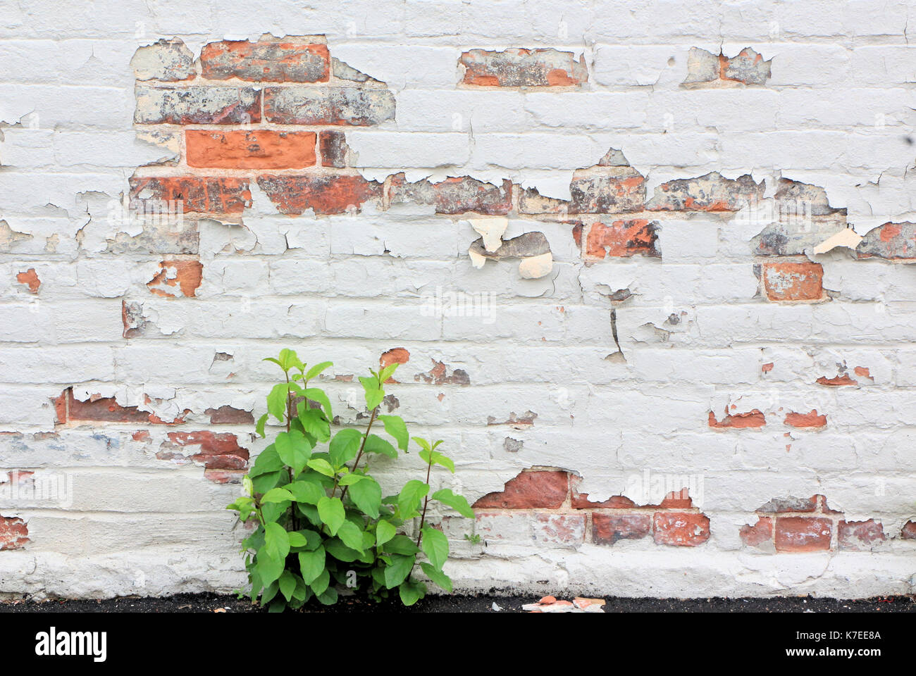 Feuilles vertes se détachent sur l'écaillage de la peinture sur un mur de briques. Banque D'Images