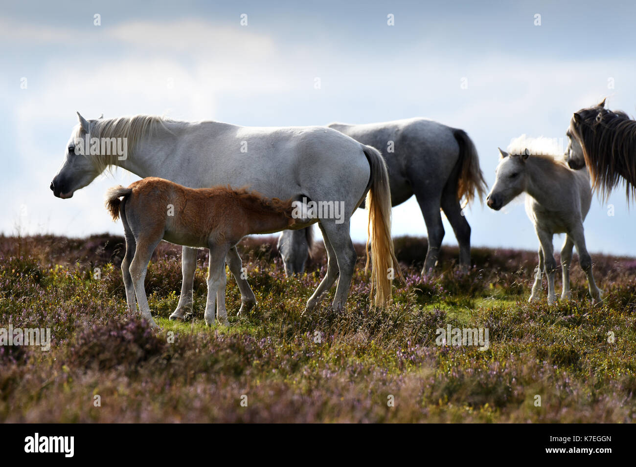 Les chevaux sauvages et son poulain se nourrissant des Long Mynd dans le Shropshire, England, UK 2017 Banque D'Images