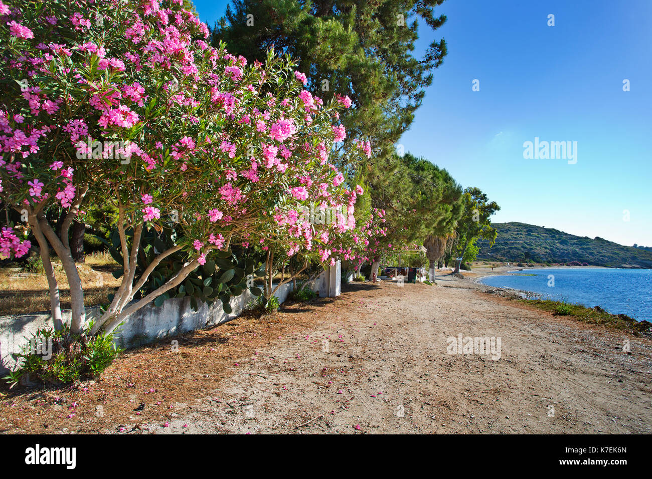 Floraison rose sauvage d'arbustes à fleurs laurier rose Nerium oleander en Ketelios,Grèce Céphalonie Banque D'Images