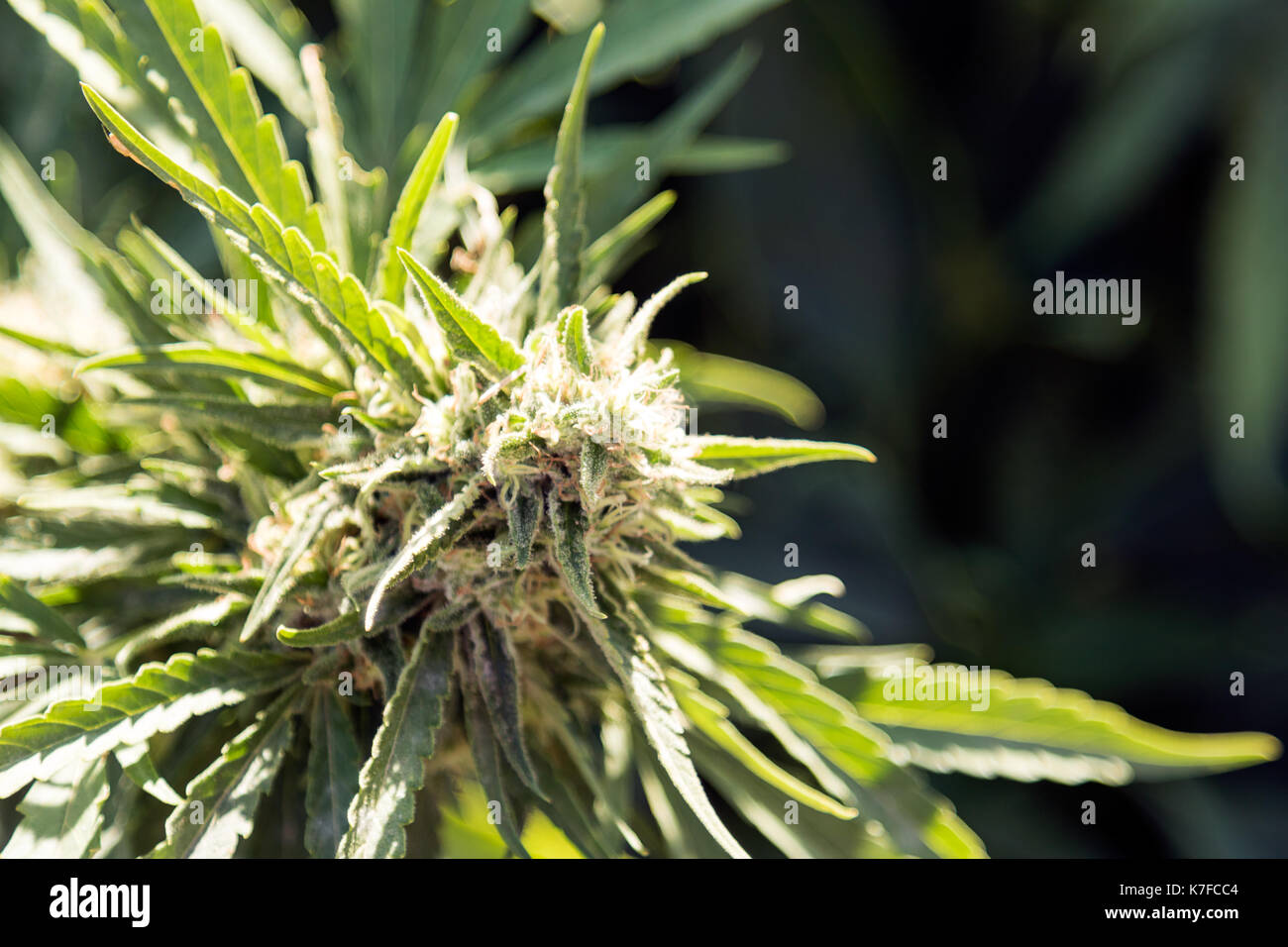 Le cannabis Bud, plants de marihuana Banque D'Images