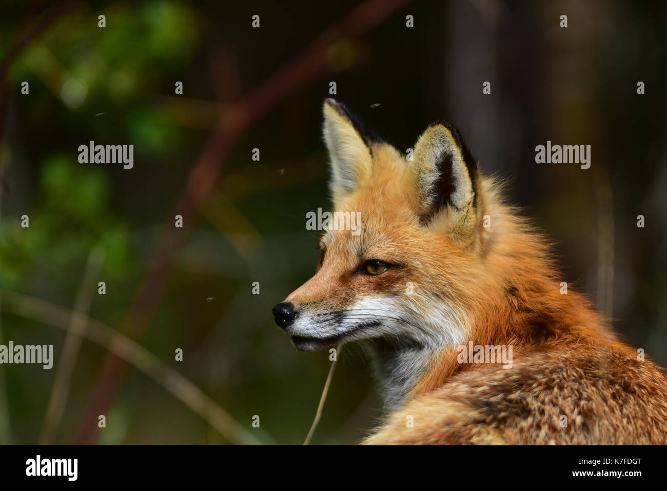 Portrait d'un renard roux (Vulpes vulpes) couché, du regard et l'écoute. Banque D'Images