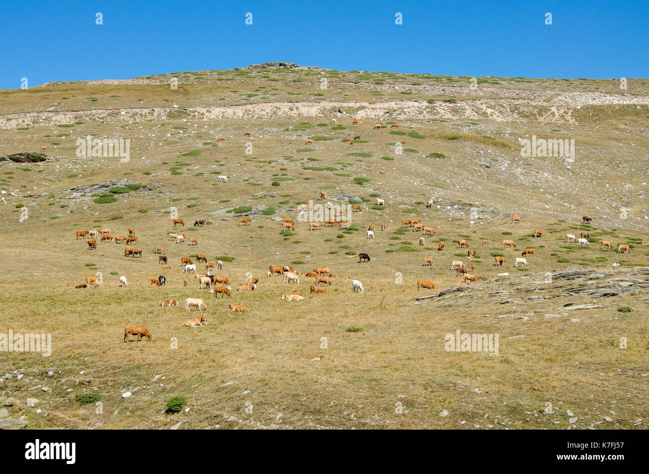 Vaches dans la nature - l'exploitation Banque D'Images