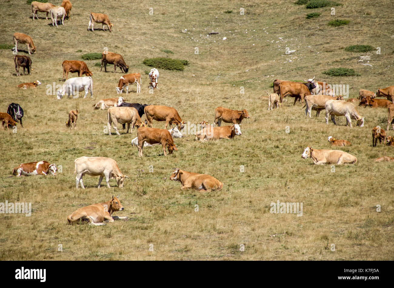 Les vaches en milieu naturel Banque D'Images