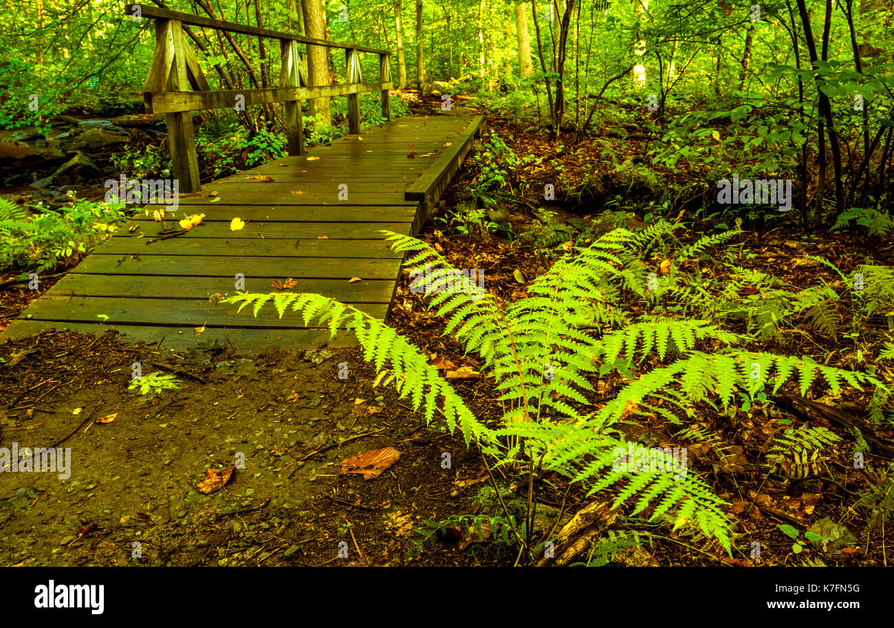 Petit pont de bois sur un ruisseau de la rivière noire forêt située dans le new jersey Banque D'Images