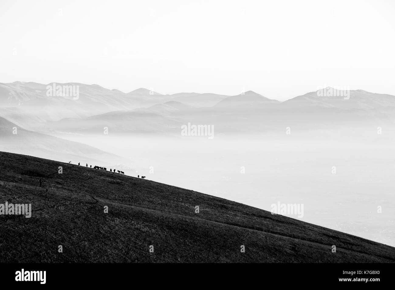 Chevaux sur un pic de montagne, avec une vallée remplie de brouillard en dessous et montagnes au loin Banque D'Images