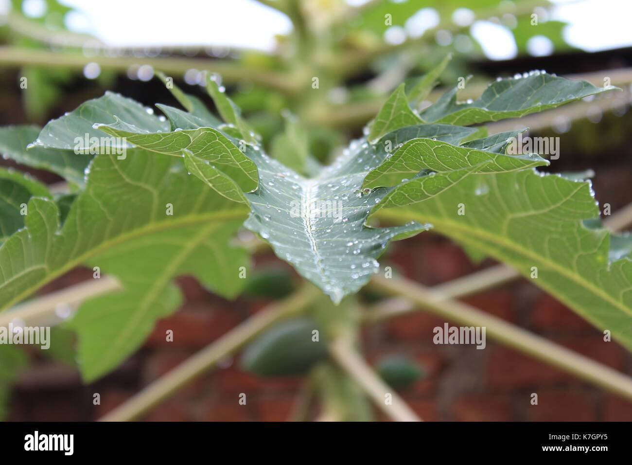 Gouttelettes sur les Feuilles , Feuilles & gouttes , verdure , mousson , feuille de papaye Banque D'Images