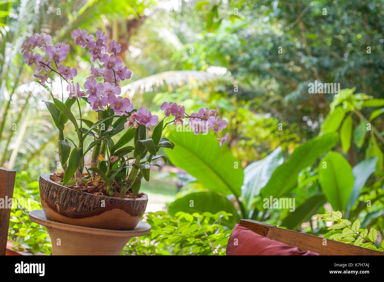 Orchidée phalaenopsis, Thaïlande Banque D'Images